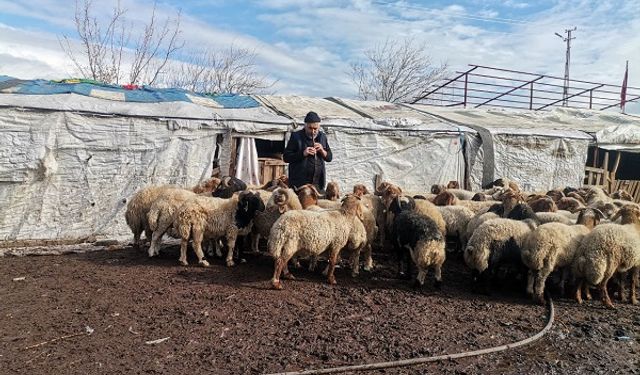 30 bin lira ücretle çoban arıyor