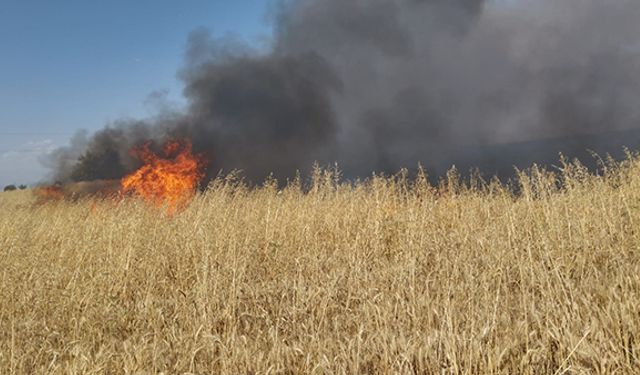Yaklaşık 150 dönüm buğday tarlası yandı