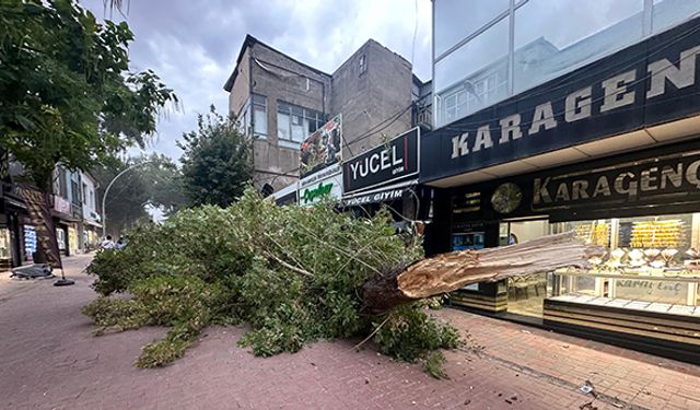 Şiddetli Rüzgar Nedeniyle Ağacın Devrilmesi Güvenlik Kamerasında