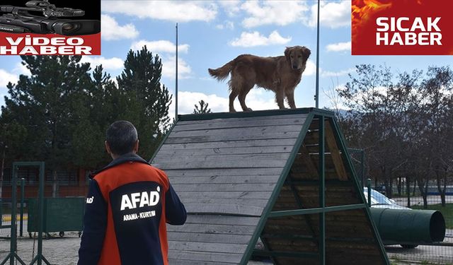 AFAD'ın ödüllü arama kurtarma köpeği: "Çıtır"
