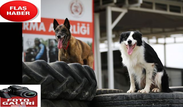 Ödüllü arama kurtarma köpekleri AFAD'ın sınavına hazırlanıyor