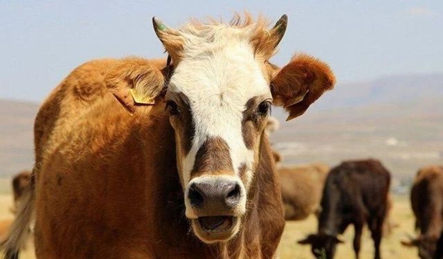Kara hayvanlarından eti yenilip yenilmeyenler hangileridir?