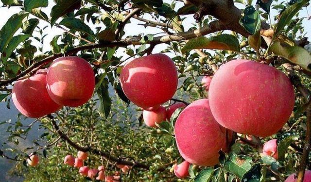 Bir ay boyunca her gün bir elma yediğinizde ne olur?