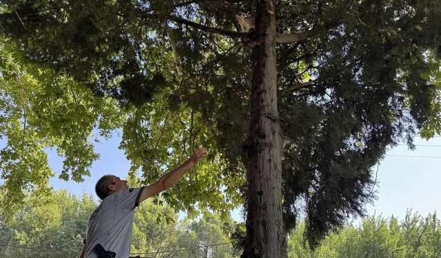 Ağaçta Mahsur Kalan Yavru Kediyi Güvenlik Görevlisi Kurtardı