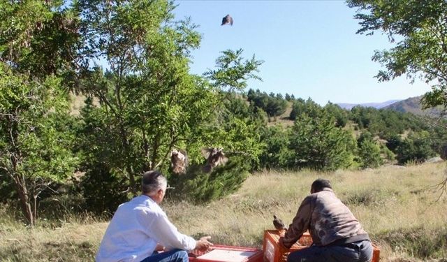 Kapıçam’dan götürülen 600 kınalı keklik doğaya bırakıldı