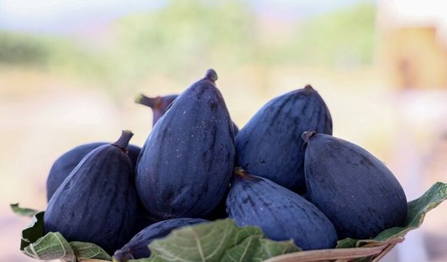 Yeni kuru incir çeşidi "siyah orak"ta hasat sürüyor