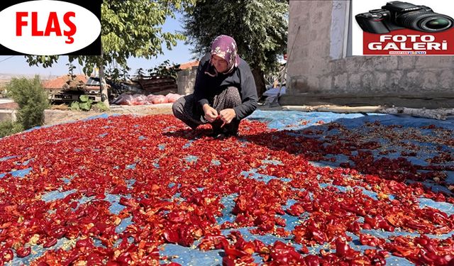 Damlarda kuruyan Cırgalan biberi sofralara lezzet katıyor