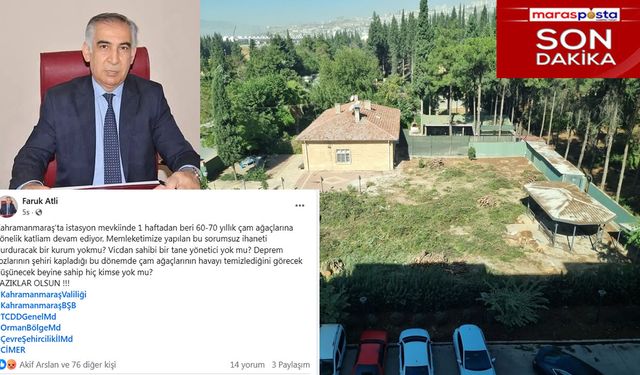Ağaç Katliamı: 60-70 Yıllık Çamlar Bir Haftadır Kesiliyor!