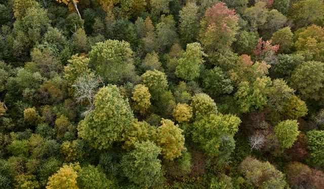 Sert Ağaç İhracatında ODKA Bölgesine Yönelik İstikrarlı Büyüme