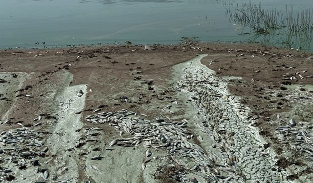 Sır Barajı'ndaki balık ölümleri araştırılıyor