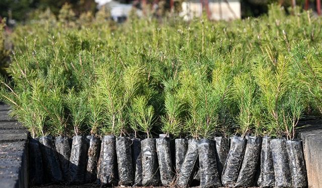 Milli Ağaçlandırma Günü için hedef 15 milyon fidanın sahiplenilmesi