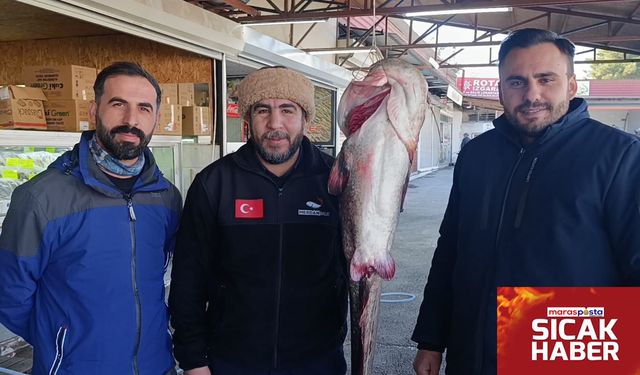 İnsan Büyüklüğünde Yayın Balığı Menzelet’te Görüntülendi