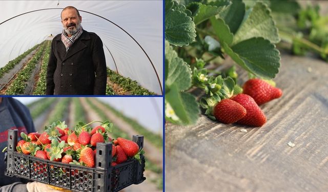"Çilek yetişmez" denilen topraklarda üretimini 60 dekara çıkardı