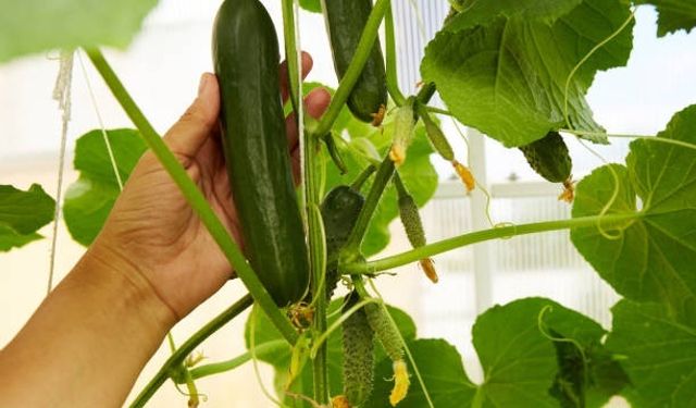 Salatalık böbrekler için iyi midir?