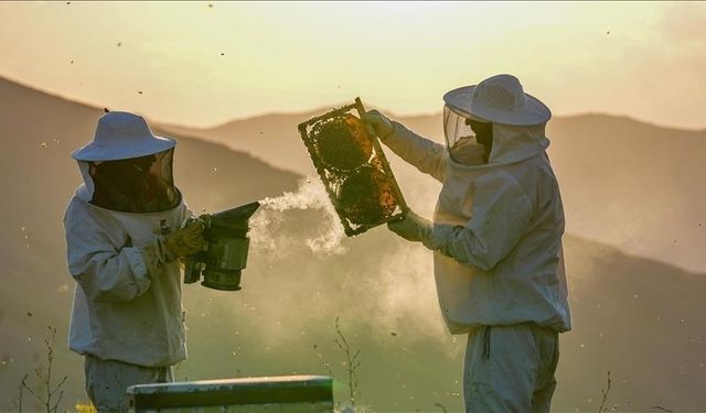 Türkiye'de kışlama döneminde arı ölümleri artıyor