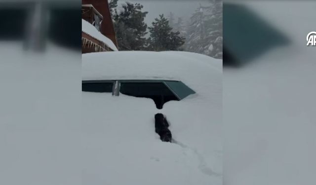 Kedinin karda yürümeye çalışması