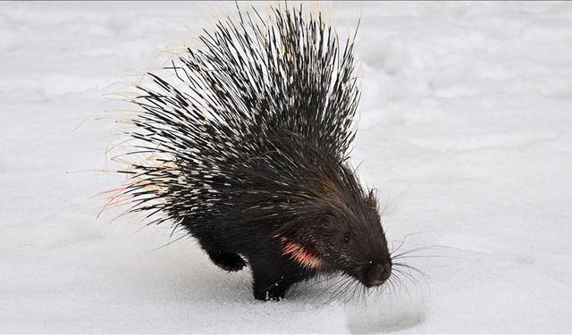 Doğada nadir görülen Hint oklu kirpi tedavi altına alındı