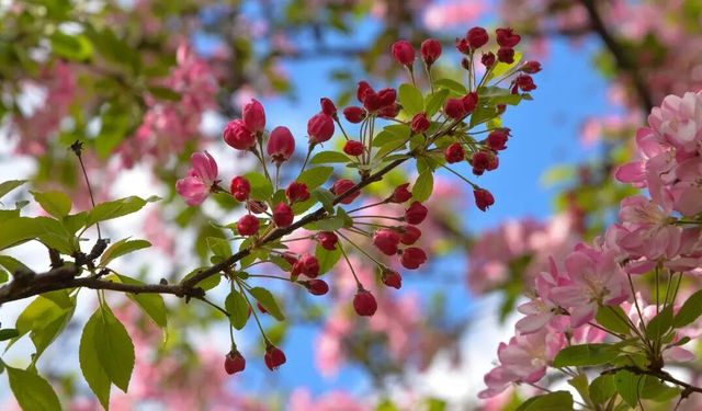 Son cemre toprağa düştü: Bahar resmen başladı