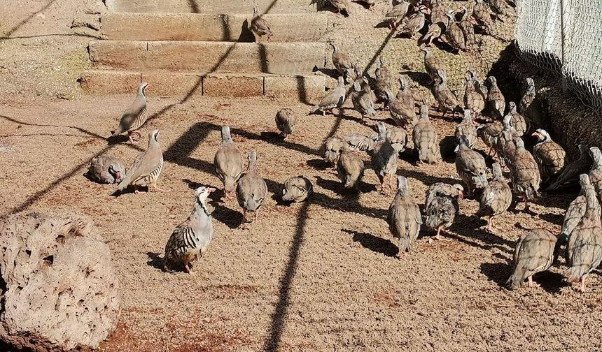 Kahramanmaraş’ta 10 bin kınalı keklik üretildi