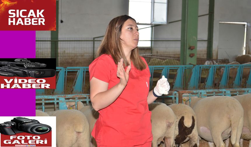 Kadın girişimci, 1000 koyuna ulaştı
