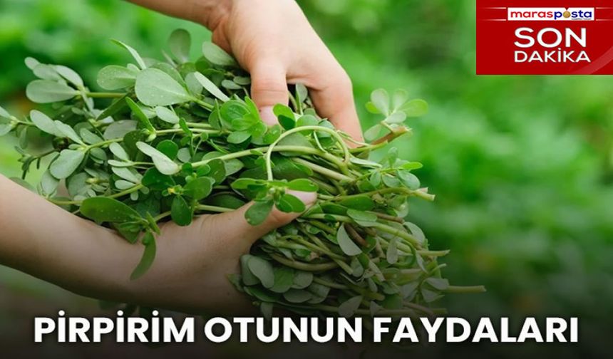 Pirpirim (Semiz) Otunun Faydaları