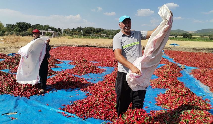 50 Bin Ton Maraş Biberi Üretildi