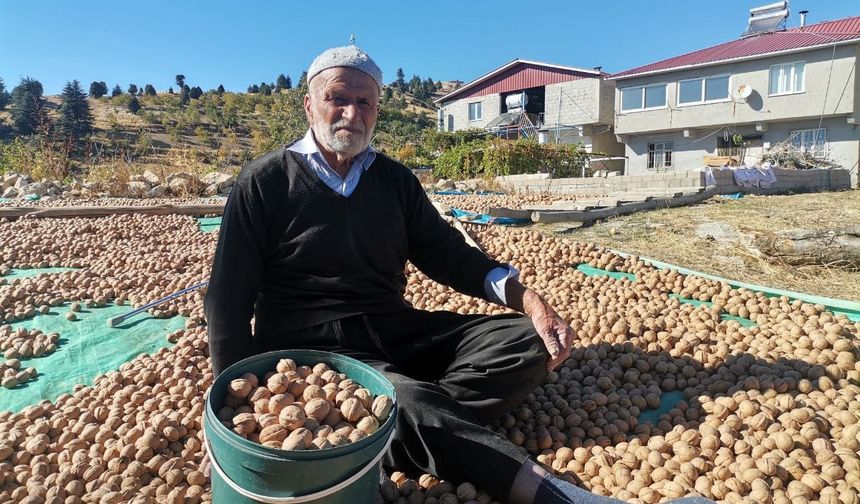 Coğrafi tescilli ceviz ihracatı başladı