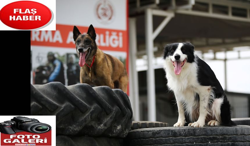 Ödüllü arama kurtarma köpekleri AFAD'ın sınavına hazırlanıyor