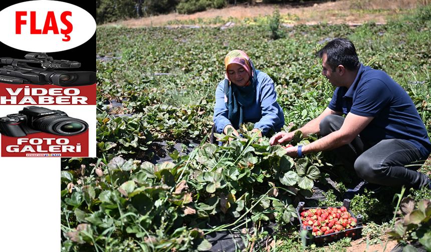 Soğuk hava deposunda saklanan çilekler 50 ülkeye gönderiliyor