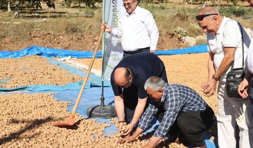Coğrafi Tescilli Ceviz İhracatı Başladı