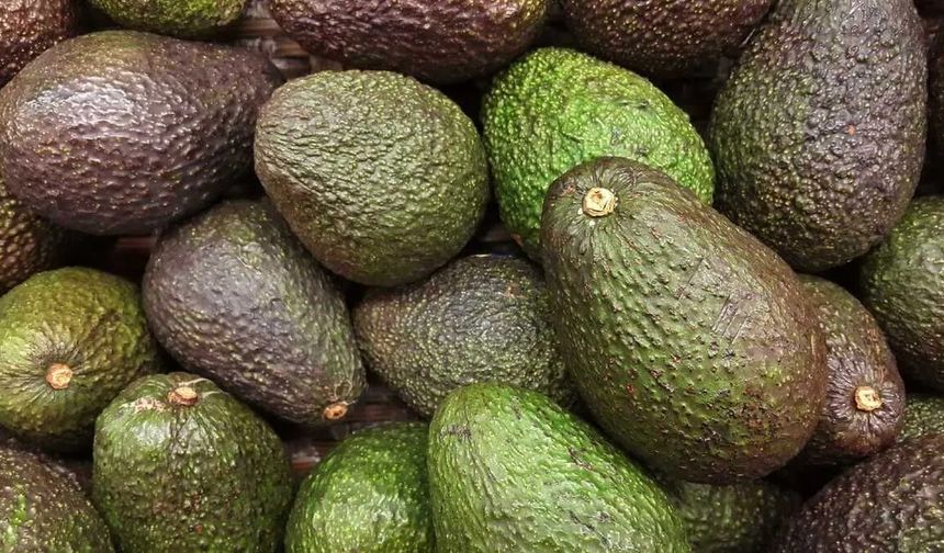 Avokado Nedir? Avokado Faydaları Nelerdir?