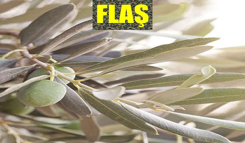 Zeytin Yemek Neye İyi Gelir? Günde Kaç Adet Zeytin Yemeli?