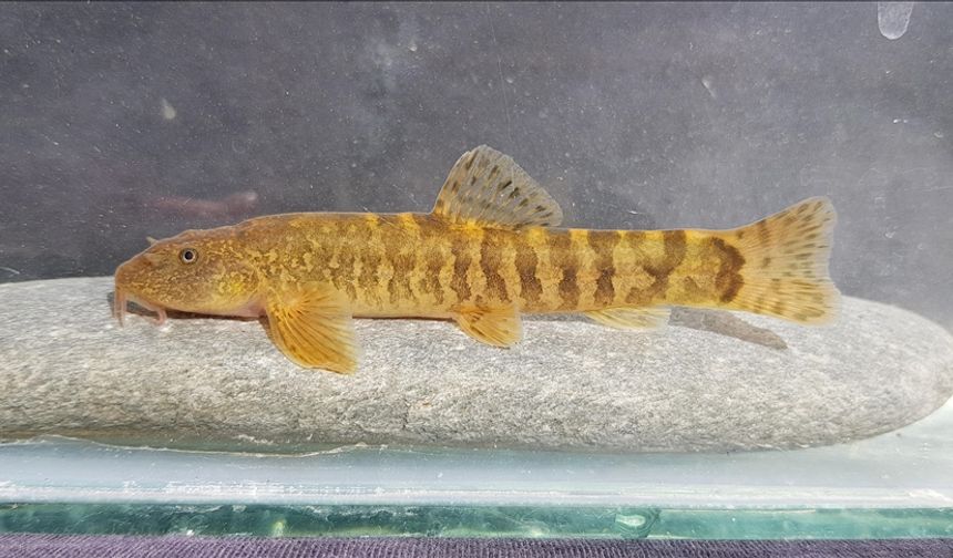 Türkiye'de her 3 tatlı su balığından biri tehlike altında