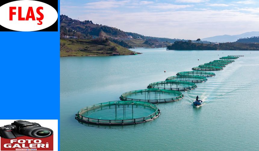 Barajlarda Üretilen Somon ve Alabalık İhraç Ediliyor
