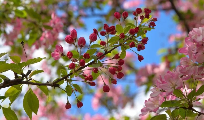 Son cemre toprağa düştü: Bahar resmen başladı