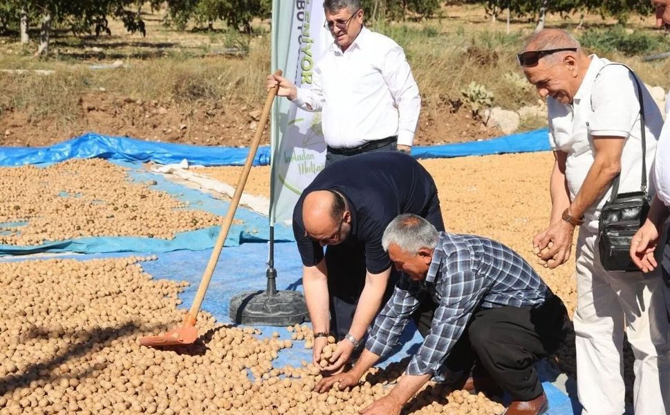 Coğrafi Tescilli Ceviz İhracatı Başladı