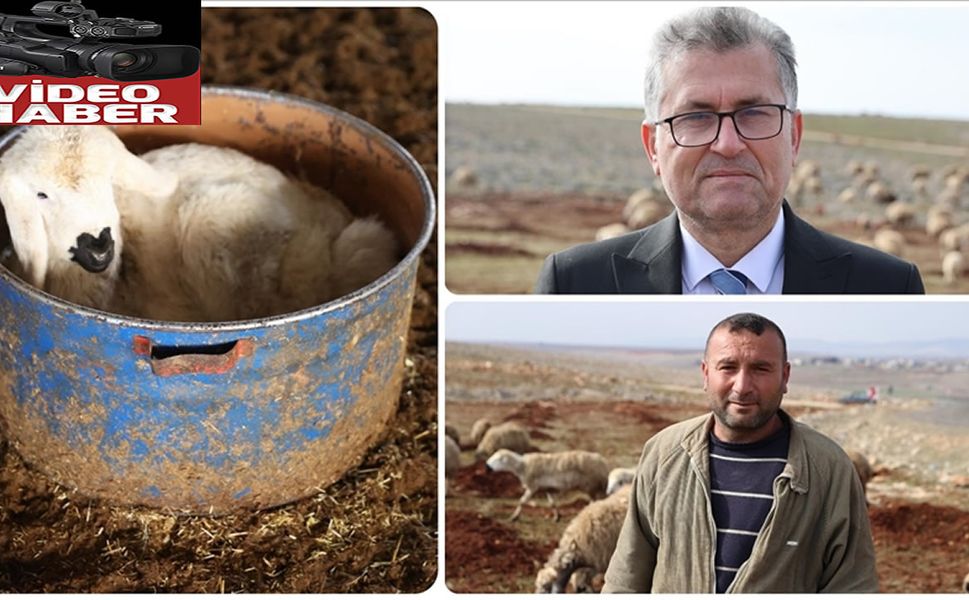 Depremzede besici, devlet desteğiyle sürüsünü büyüttü