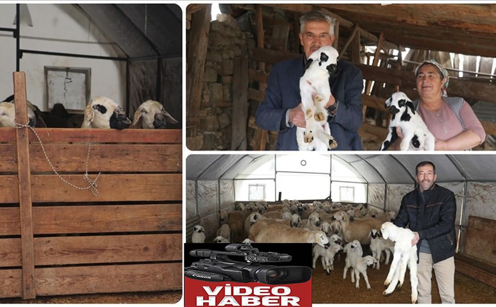 Depremde Ağılları Zarar Gören Besiciler Verilen Çadırlarda Yetiştiriciliğe Devam Etti