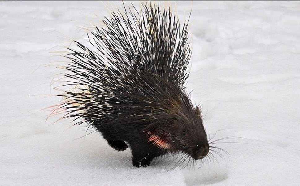 Doğada nadir görülen Hint oklu kirpi tedavi altına alındı