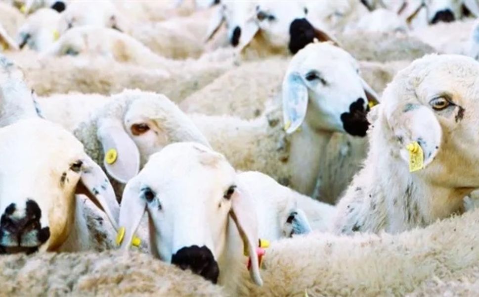 Küçükbaş Hayvancılığa Destek Projesi Başlıyor