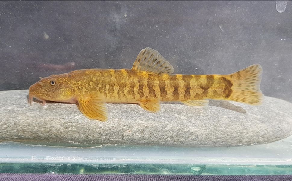 Türkiye'de her 3 tatlı su balığından biri tehlike altında