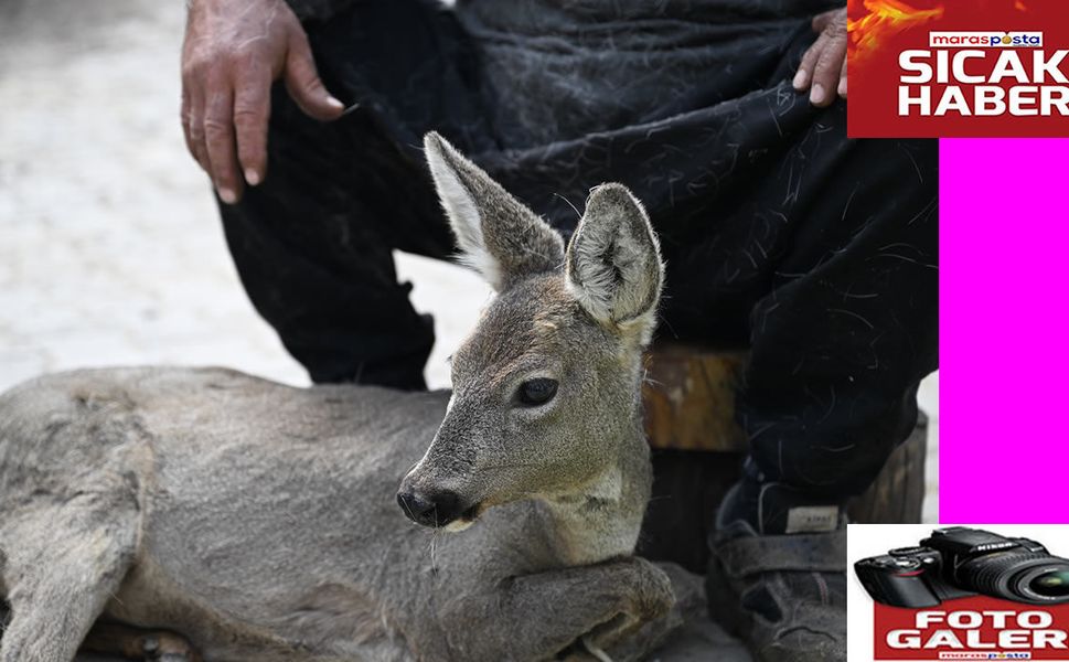 Yaralı Bulunan Karaca Yavrusu Tedavi Altına Alındı