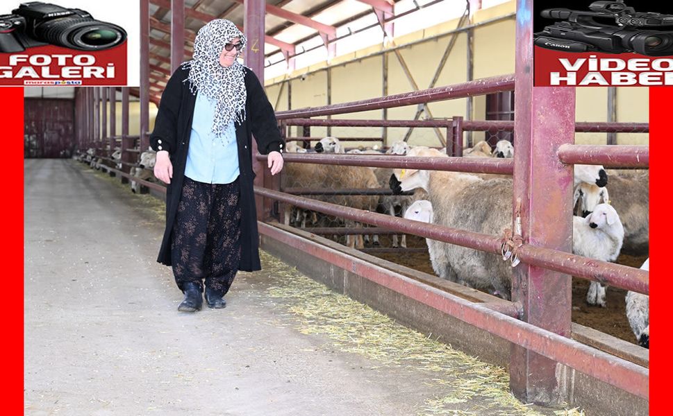 Muhasebeciliği bırakan kadın girişimci, devlet desteğiyle sürü sahibi oldu