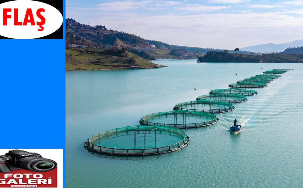 Barajlarda Üretilen Somon ve Alabalık İhraç Ediliyor