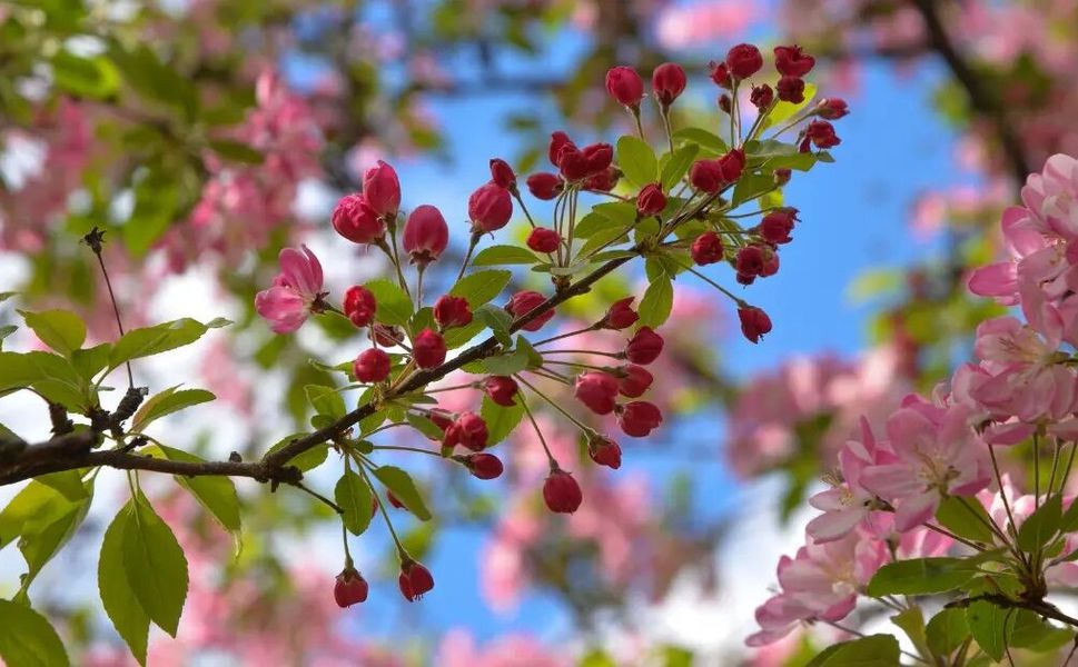 Son cemre toprağa düştü: Bahar resmen başladı