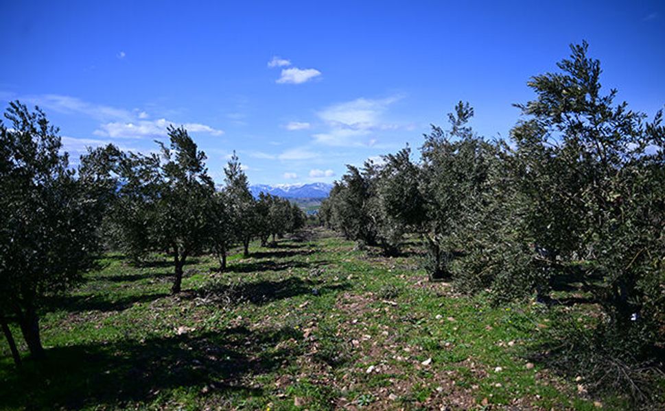 Zeytin Üreticilerine Budama ve Gübreleme Uyarısı