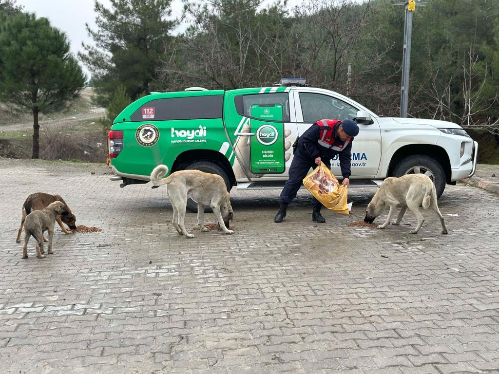 Jandarma Sokak Hayvanlarını Besledi