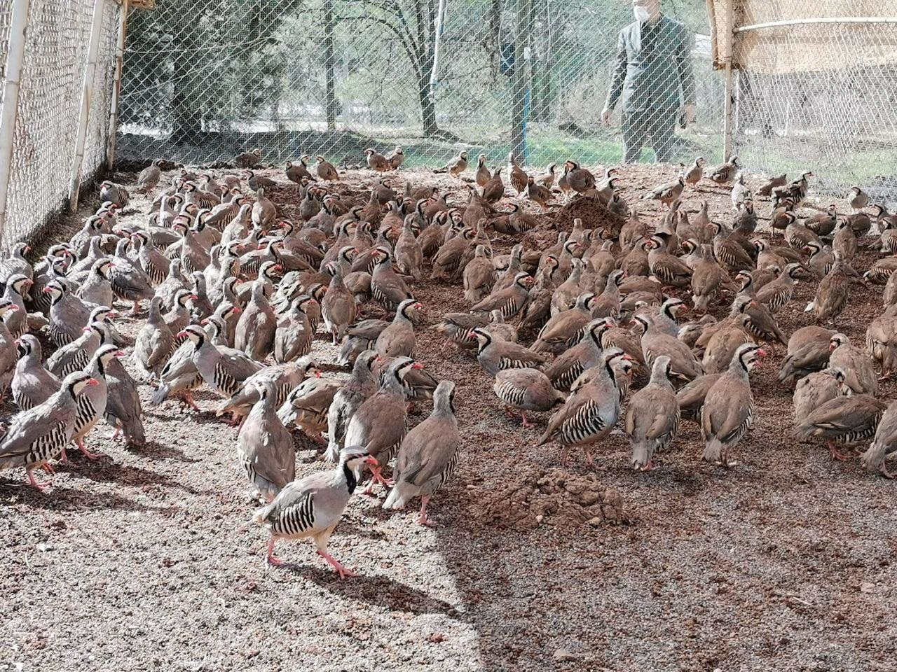 Kahramanmaraş’ta 10 Bin Kınalı Keklik Üretildi (2)