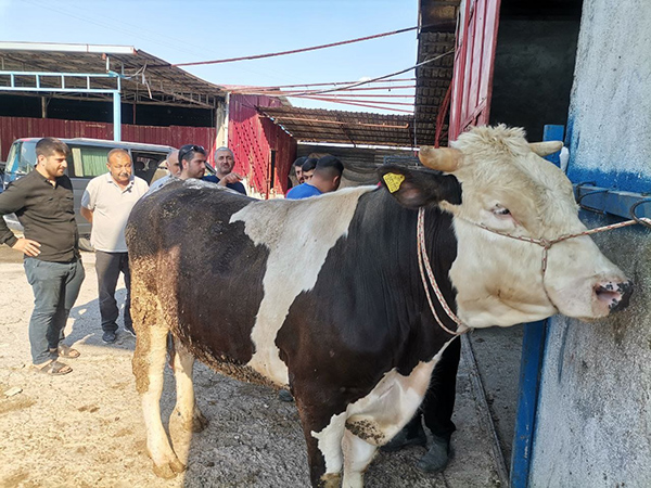 Kurban Satışlarında Pazarlıklar Sıkılaştı2