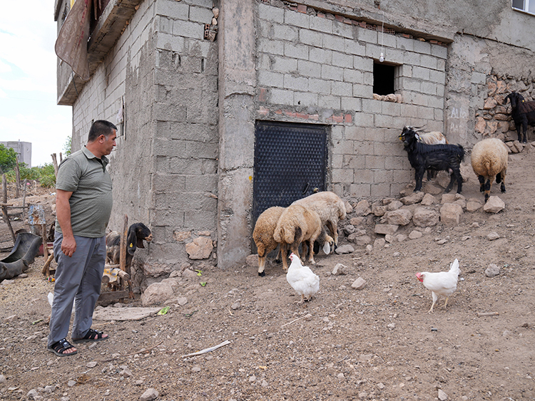 Yangın Mağduru Besicilere Hataylı Depremzedelerden Küçükbaş Hayvan Desteği (1)